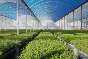 FOOD GREENHOUSE iStock-Davi Piaia-1294939081.jpg