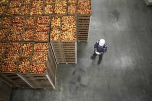 An above view of crates of red apples stacked on top of each other, next to a man in a plaid shirt and a white hard hat looking at a tablet. 