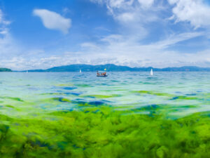 How Animal Waste Is Turning China's Lakes Green