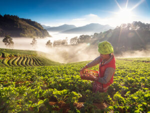 Naturipe Farms Turns to Blockchain for Food Safety, Traceability