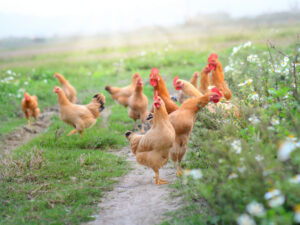 Clock Ticks as Companies Rush to Meet Cage-Free Egg Deadline