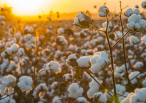 Trump Tariffs to Hurt U.S. Farmers More Than China Counterparts