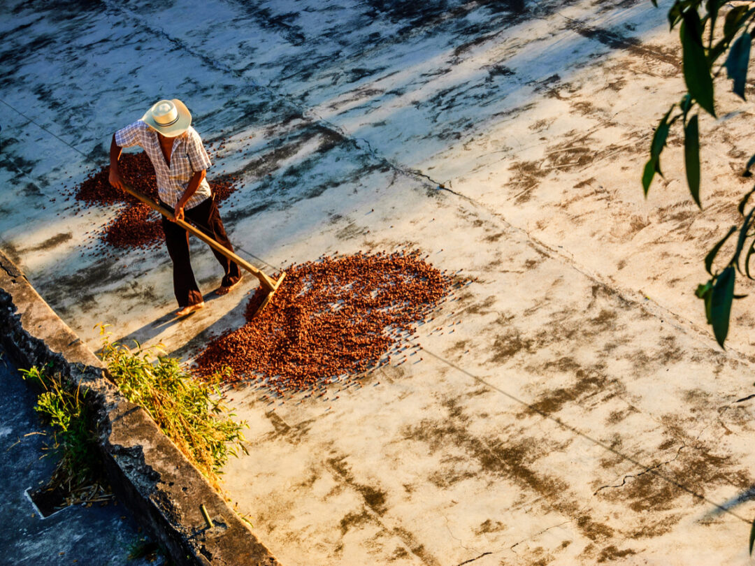 Cocoa Grower 