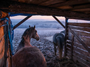 Trump Pledged to Help Small Farms. Aid Is Going to Big Ones