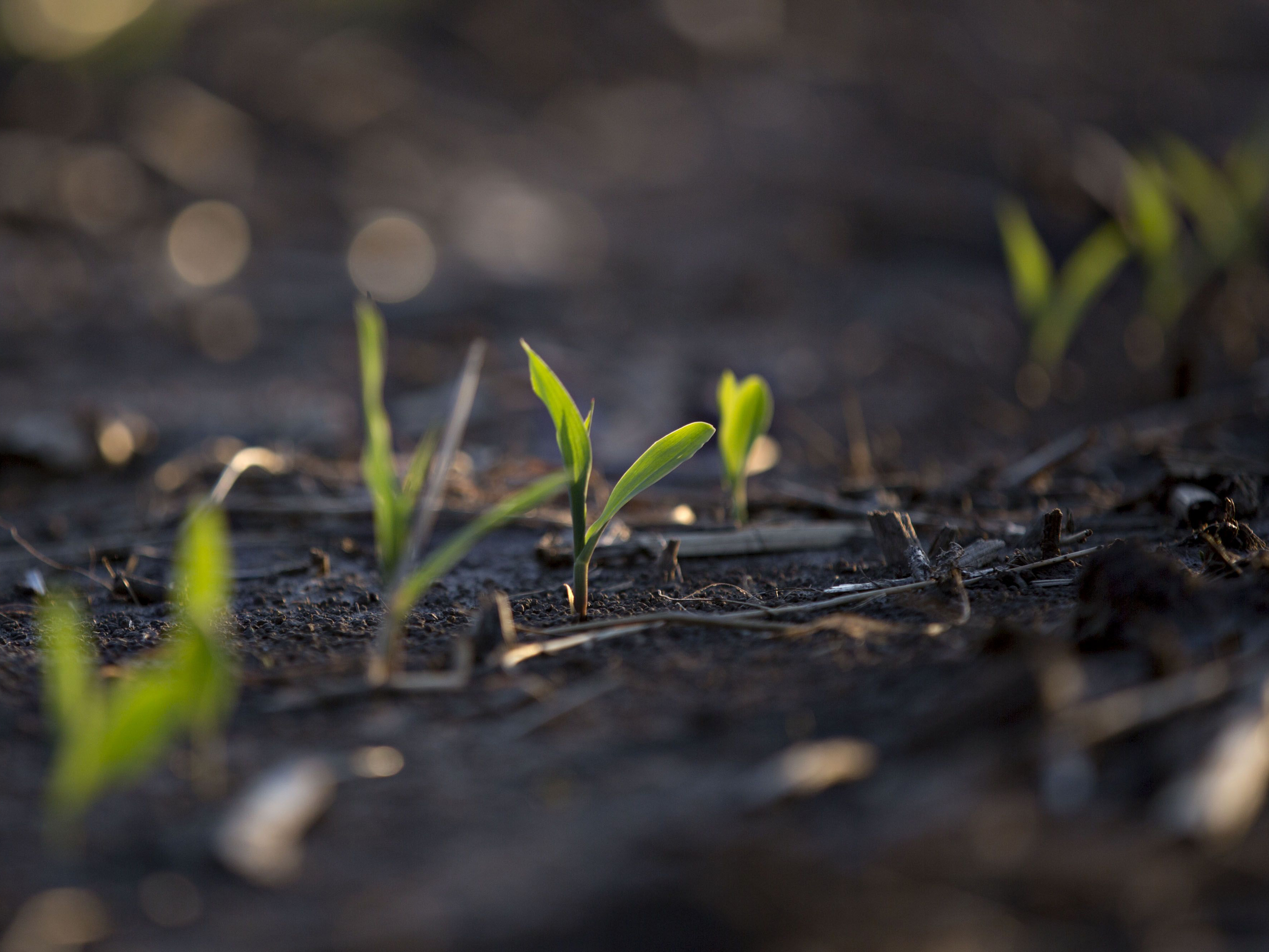 Making Seeds to Withstand Climate Change Is Getting Harder