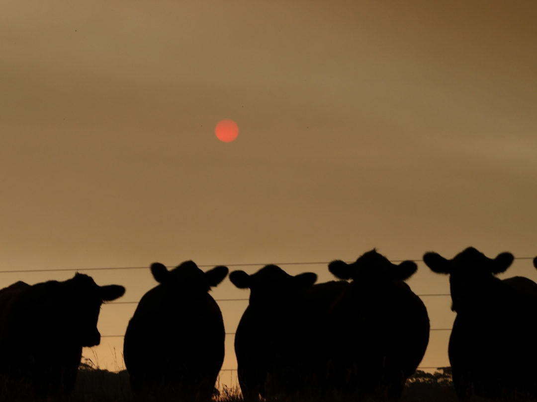 Cattle farm