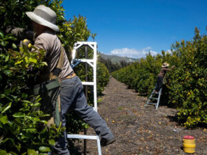 Farm workers