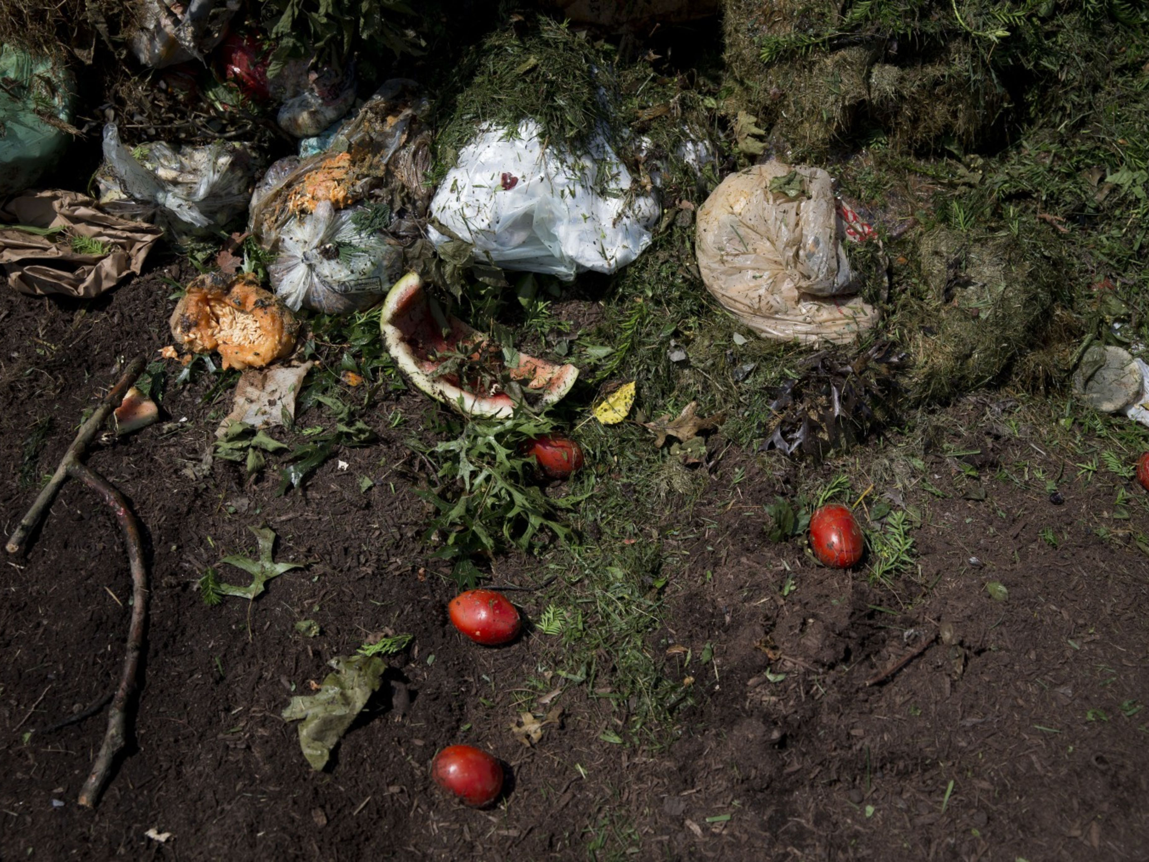 Food Waste