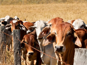 The Gas Industry’s Survival Plan: Make Fuel From Cow Poop