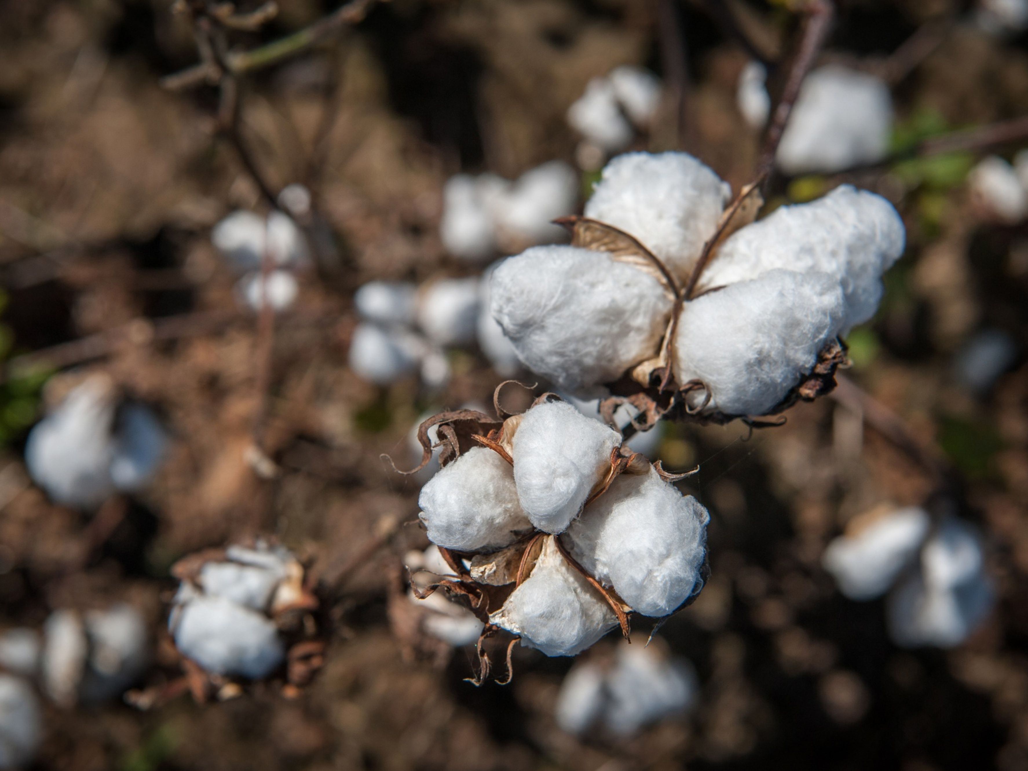 Cotton Harvest