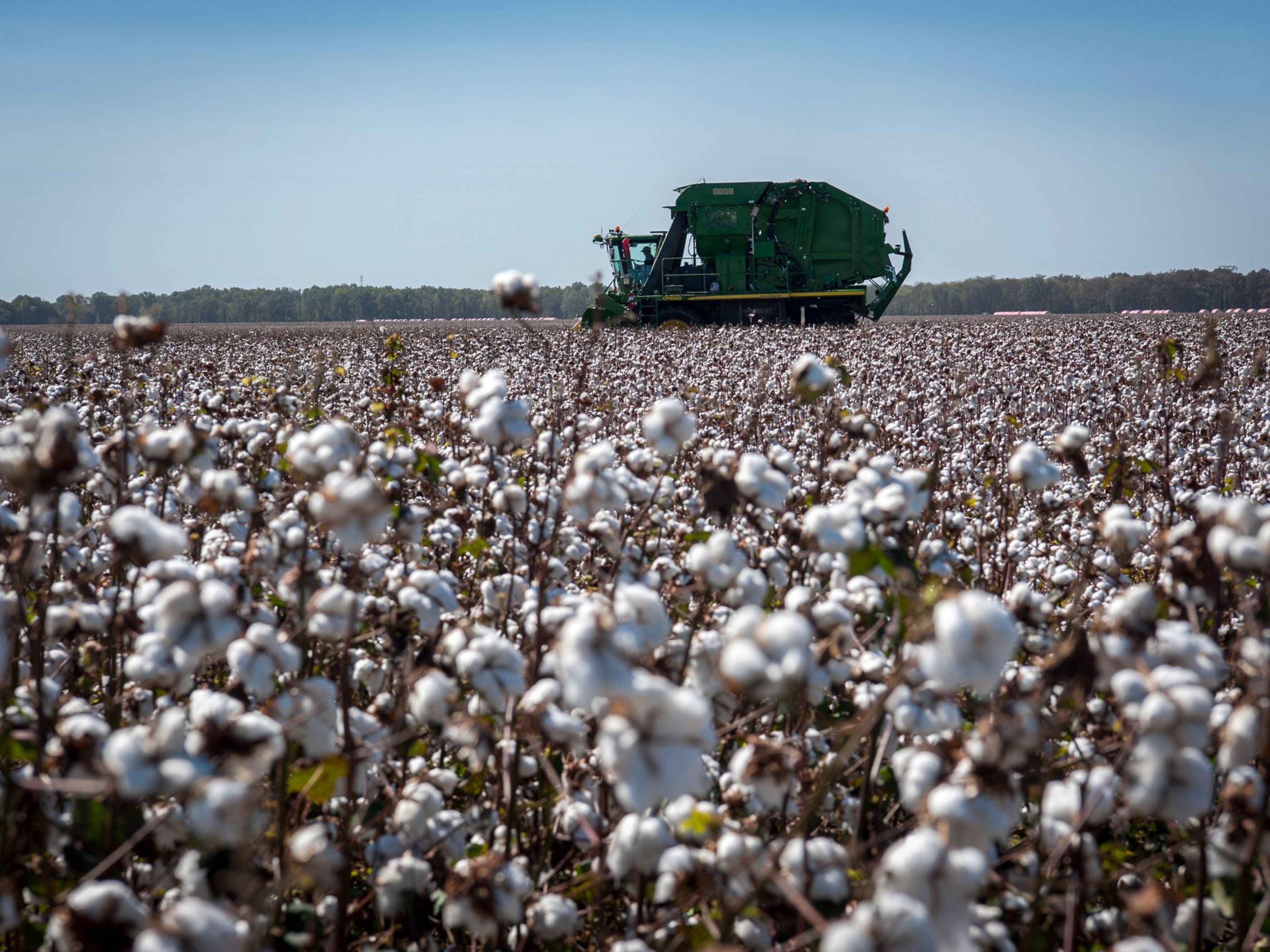 Cotton Harvest