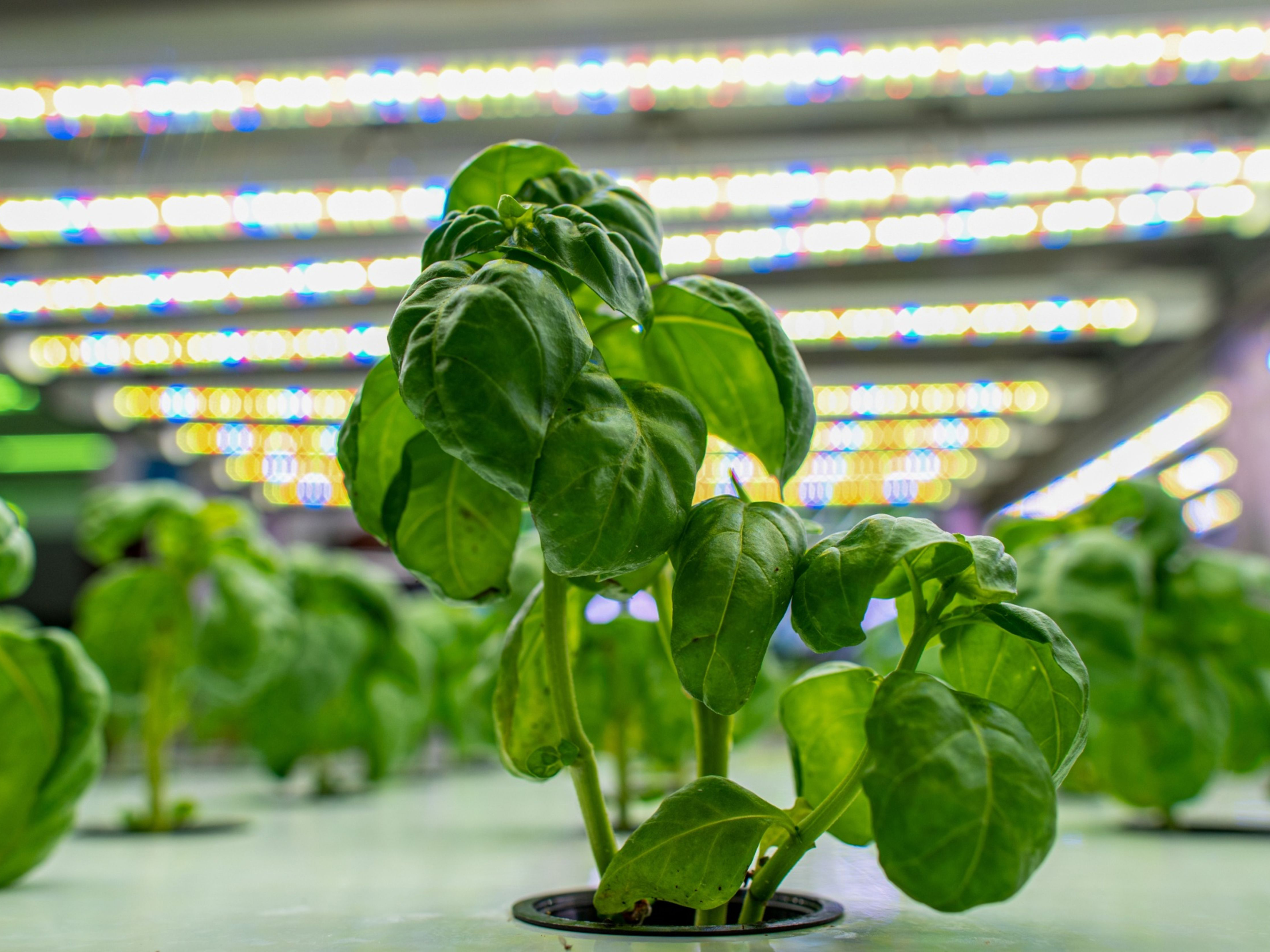 Indoor Farm