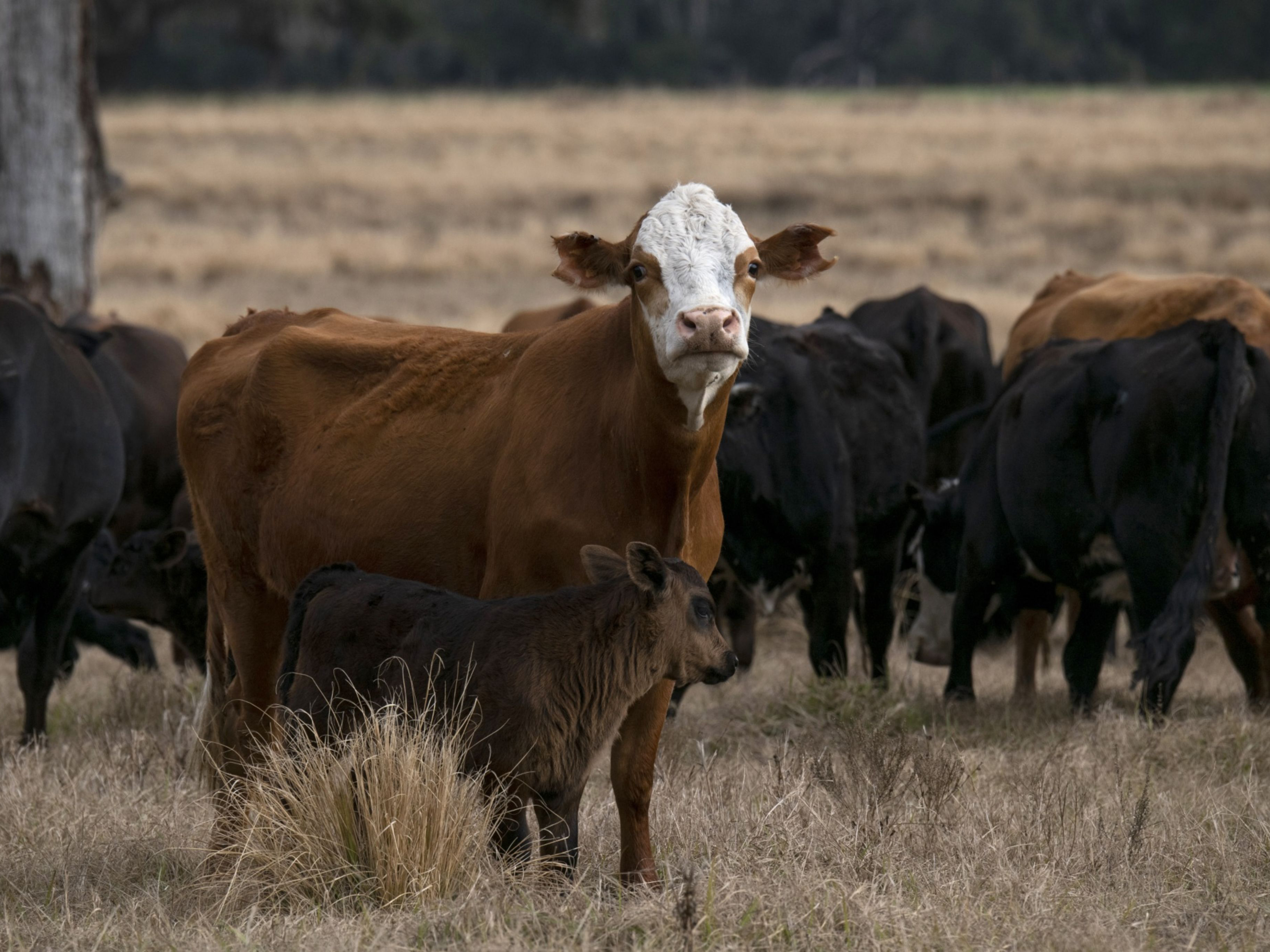 Beef Cattle