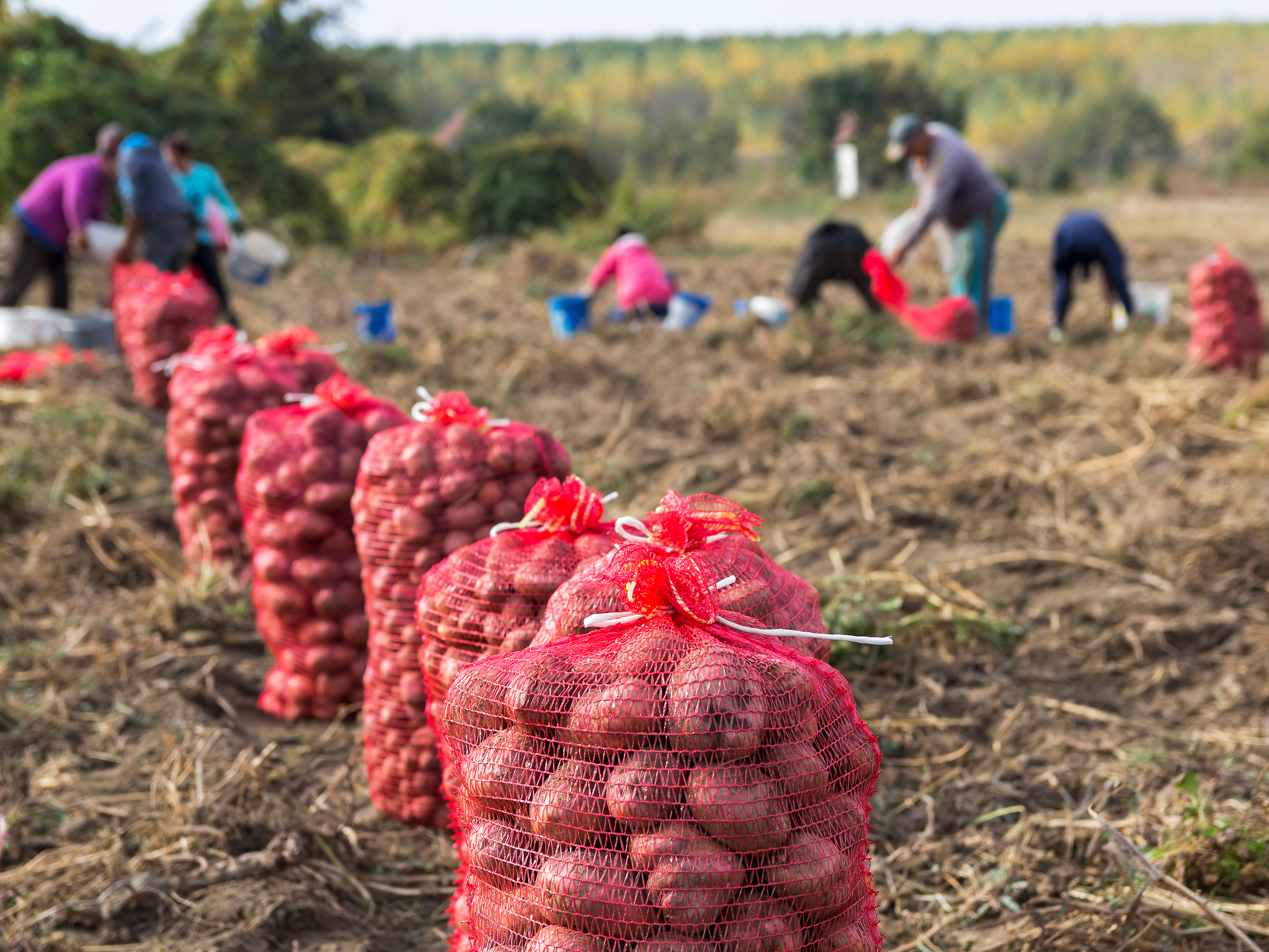 potato farm