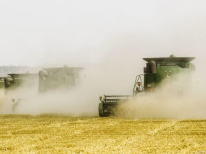 Wheat harvest in Ukraine