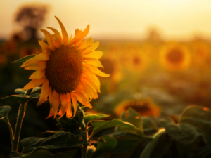 Sunflower farm