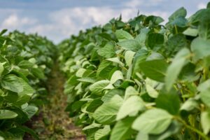 SOY PLANTS iStock-1311291415.jpg