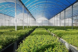 SEVERAL PLOTS OF VEGETABLES SIT UNDERNEATH GLASS PANELS OF A GREENHOUSE.