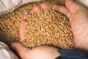 A PAIR OF CUPPED HANDS HOLDS RAW GRAIN 