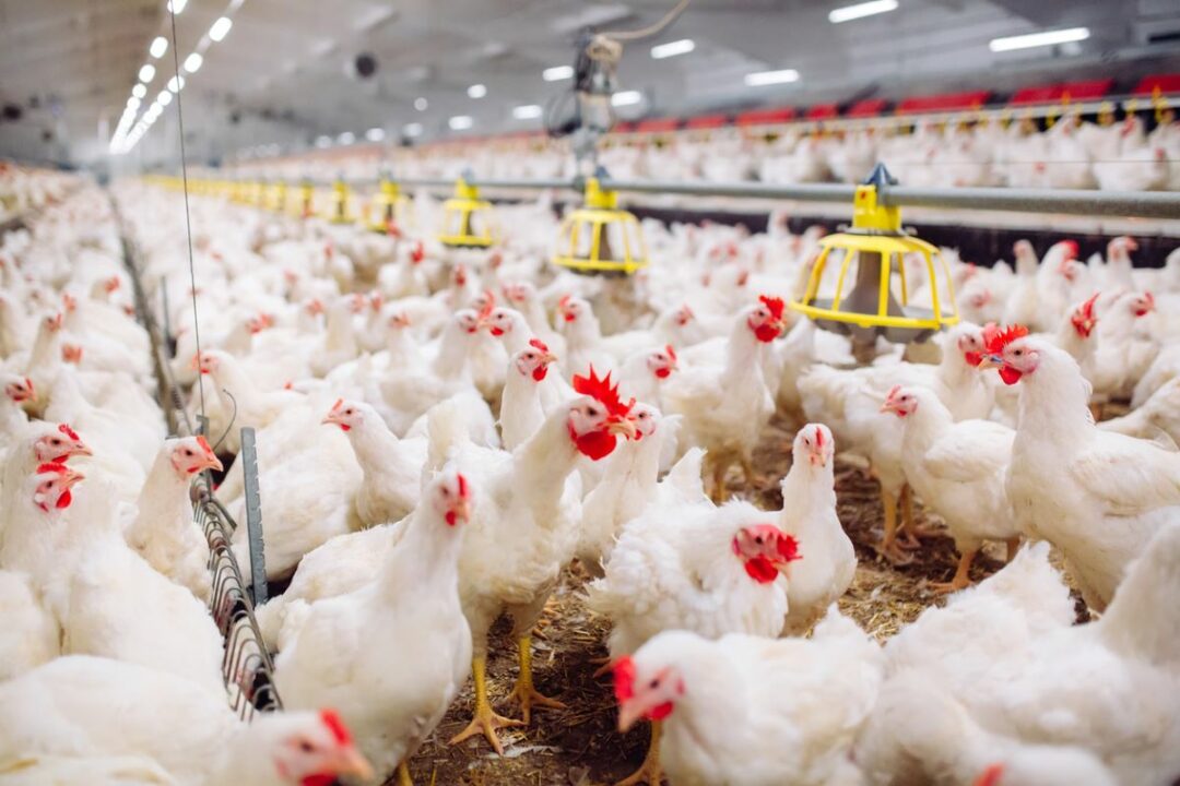 INTERIOR OF A CHICKEN FARM, WITH WHITE CHICKENS AS FAR AS THE EYE CAN SEE