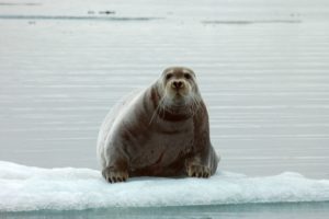 A PLUMP SEAL, RESTING ON AN ICEBERG, LOOKS STRAIGHT INTO THE CAMERA