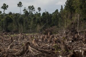 A DEFORESTED AREA CAN BE SEEN WITH TREE STUMPS IN THE FOREGROUND FOLLOWED BY FULL TREES IN THE BACKGROUND. 