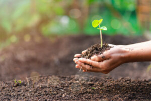 A WOMAN'S HANDS ARE HOLDING A PILE OF SOIL ABOVE THE GROUND WITH A SMALL PLANT GROWING OUT OF IT. 