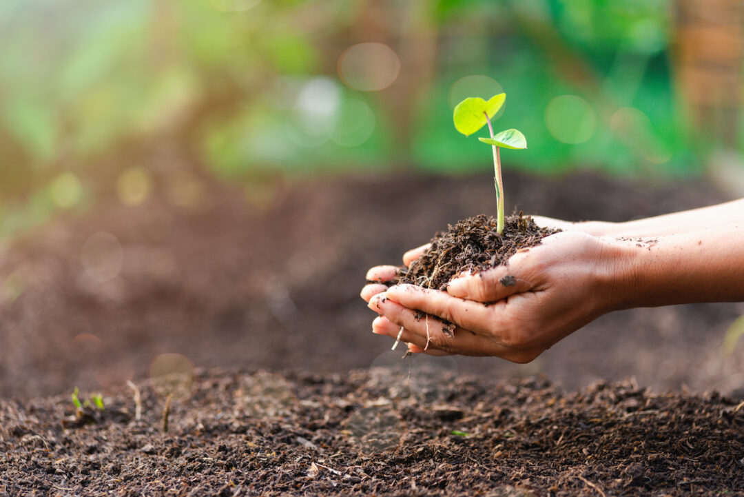 A WOMAN'S HANDS ARE HOLDING A PILE OF SOIL ABOVE THE GROUND WITH A SMALL PLANT GROWING OUT OF IT. 