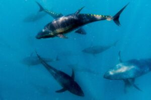 SEVERAL BLUEFIN TUNA ARE SWIMMING IN A BODY OF WATER.