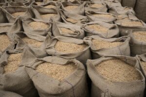 SEVERAL JUTE SACKS ARE FILLED WITH PADDY RICE.