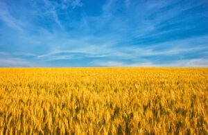 A LARGE WHEAT FIELD SITS BELOW A CALM BLUE SKY.