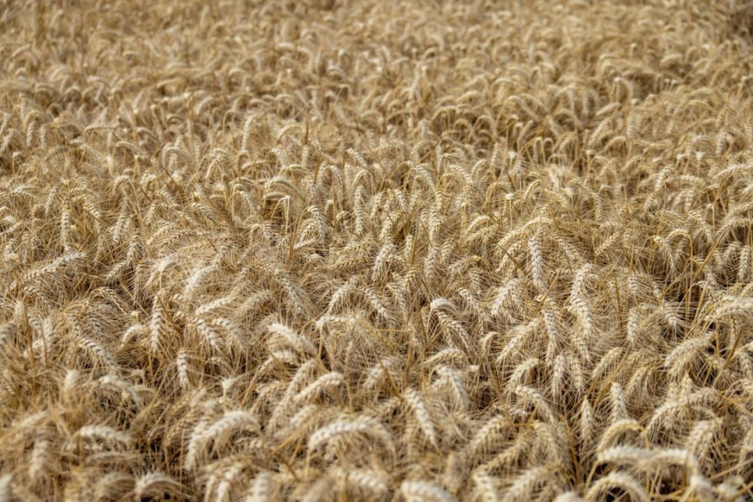 A FIELD OF WHEAT CAN BE SEEN.