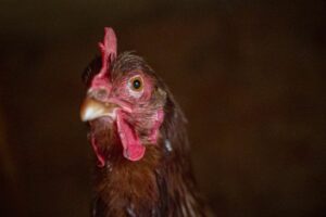 A NOVOGEN BROWN CHICKEN STANDS IN FRONT OF A BROWN BACKGROUND.