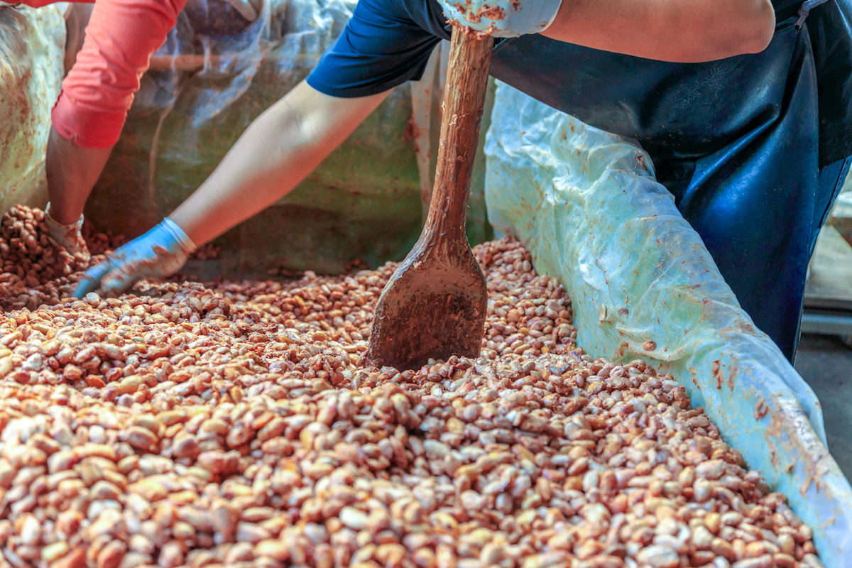 Cocoa bean fermenting istock  narong khueankaew  1456813494