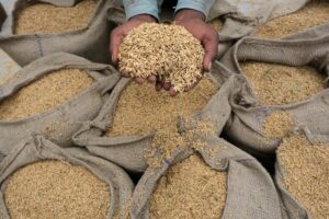 A PAIR OF HANDS HOLDS SEVERAL GRAINS OF RICE OVER MANY LARGE SACKS FILLED WITH RICE.