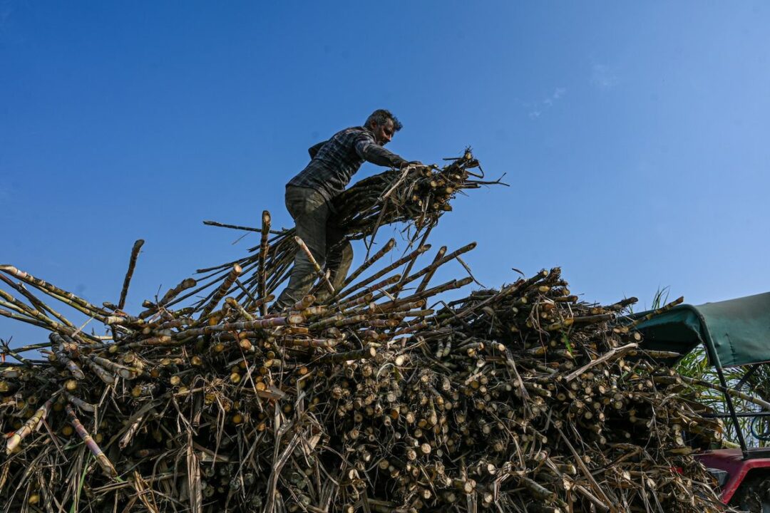 A PERSON HOLDING A BUNDLE OF SUGARCANE STANDS ON TOP OF A MUCH LARGER PILE OF HARVESTED SUGARCANE.