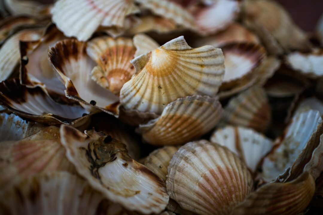 A PILE OF FRESHLY CUAFGHT SCALLOPS.