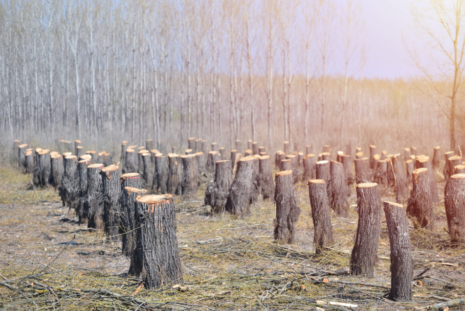 Grappling with the EU’s New Regulation on Deforestation