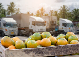 Vegetables in crates in front of a row of semi-trucks