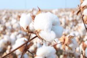 A cotton plant in a field