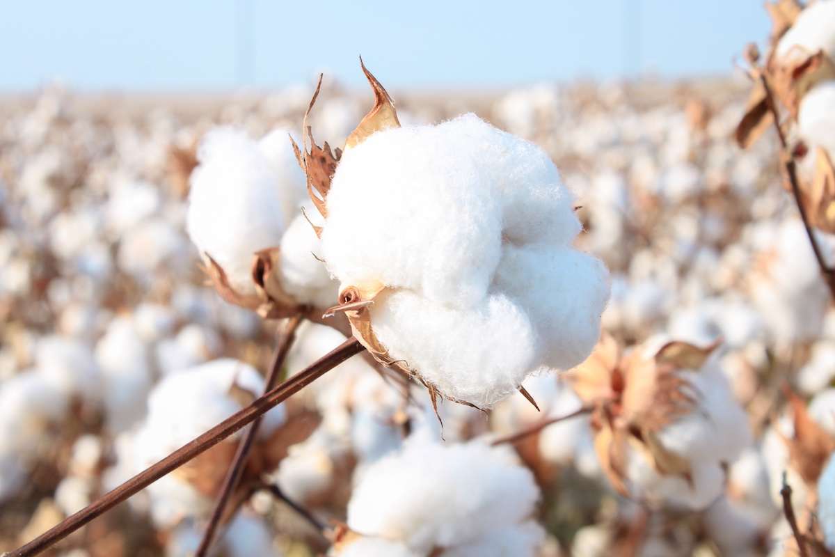 Cotton plant istock 1452266868