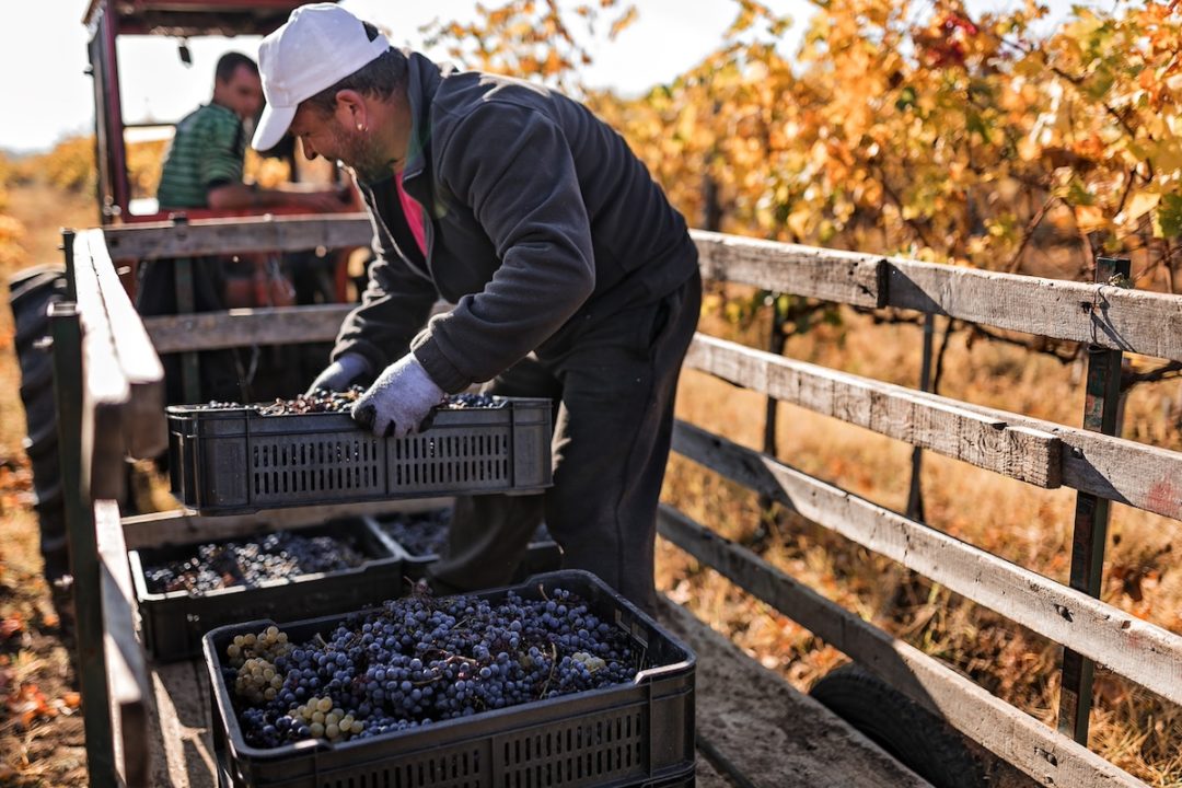 A man carrying trays of grapes picked from a vineyard