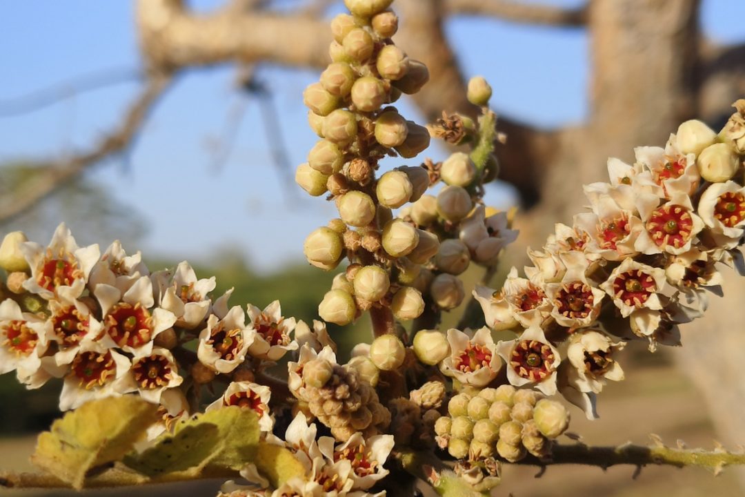 A thorny frankincense plant, with dozens of white flowers and red centers