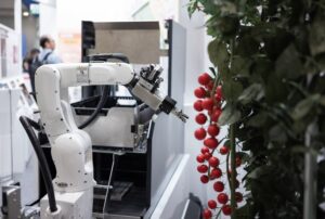 An automated robotic arm harvesting a vine full of tomatoes inside a white facility