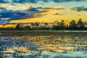 A wetland area in front of a forest at sunset