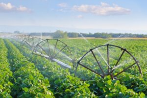 Multiple rows of green plans on a farm being watered by a sprinkler system lined with brown-spoked wheels