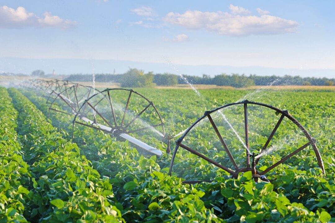 Multiple rows of green plans on a farm being watered by a sprinkler system lined with brown-spoked wheels