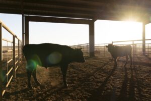 A cow in a covered pen as the sun sets in the background