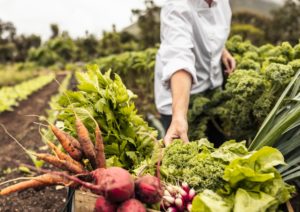 A woman in a white shirt holding a basket full of carrots, radishes, and lettuce, while standing in a field lined with green lettuce plants