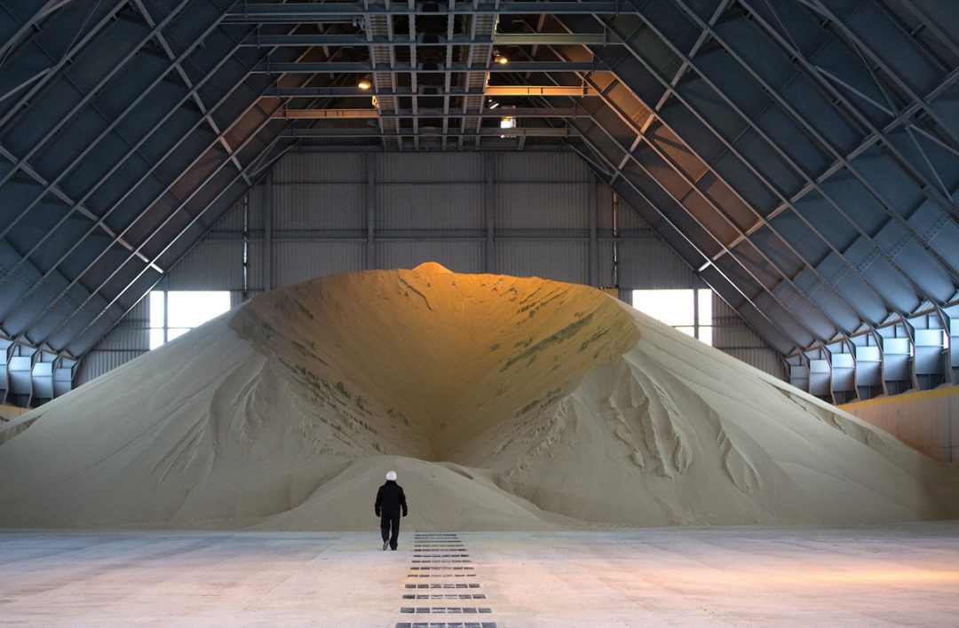 A large pile of grain that reaches halfway to the ceiling of a warehouse, with a man standing in front of the pile